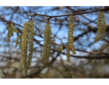 Corylus Avellana- Hazelaar 