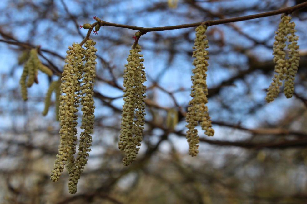 Corylus Avellana - noisetier