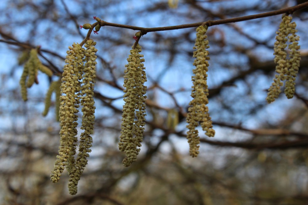 Corylus Avellana - noisetier Corylus Avellana - noisetier