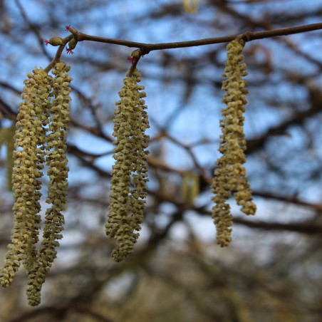 Corylus Avellana - noisetier