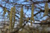 Corylus Avellana - Hazel tree 