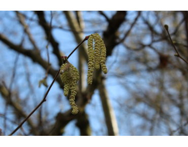 Corylus Avellana- Hazelaar 