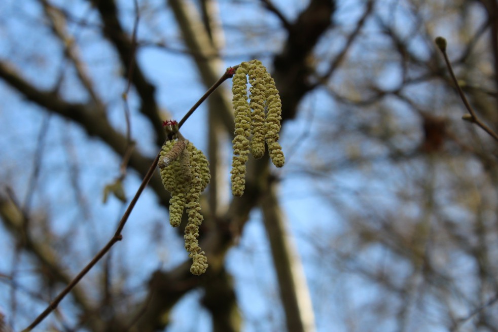 Corylus Avellana- Hazelaar  Corylus Avellana- Hazelaar