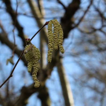Corylus Avellana - noisetier