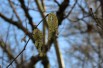 Corylus Avellana - noisetier