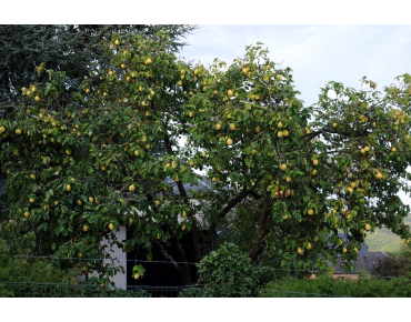 Cydonia oblonga Rea's Mammoth - Quince tree