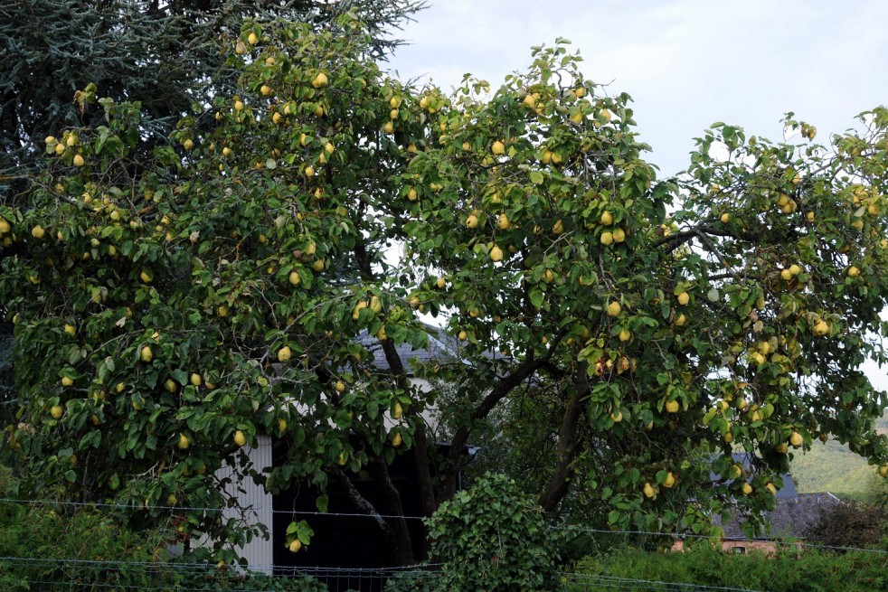 Cydonia oblonga Rea's Mammoth - Quince tree Cydonia oblonga Rea's Mammoth - Quince tree