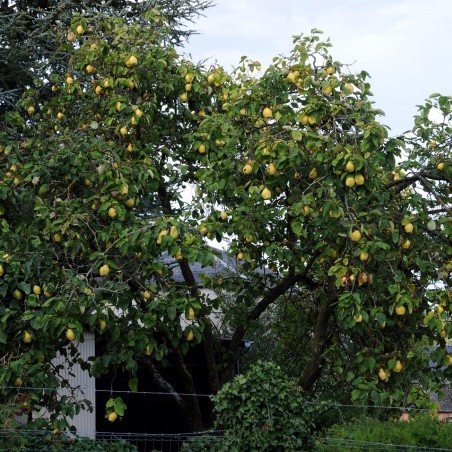 Cydonia oblonga Rea's Mammoth - Quince tree