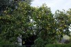 Cydonia oblonga Rea's Mammoth - Quince tree