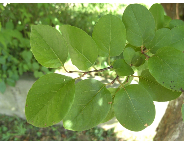 Cydonia oblonga Rea's Mammoth - Quince tree