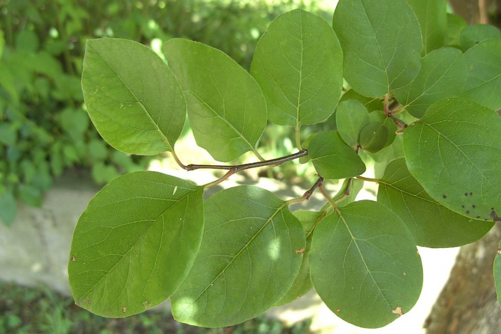 Cydonia oblonga Rea's Mammoth - Quince tree Cydonia oblonga Rea's Mammoth - Quince tree