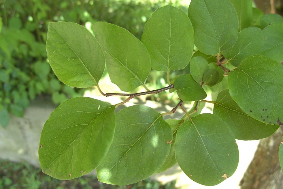 Cydonia oblonga Rea's Mammoth - Quince tree