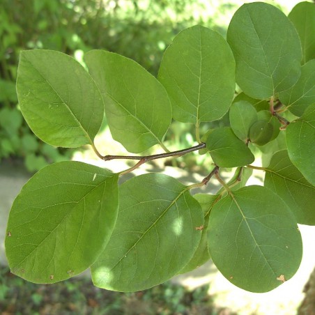 Cydonia oblonga Rea's Mammoth - Quince tree