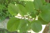 Cydonia oblonga Rea's Mammoth - Quince tree