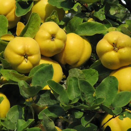 Cydonia oblonga Rea's Mammoth - Quince tree