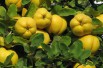 Cydonia oblonga Rea's Mammoth - Quince tree