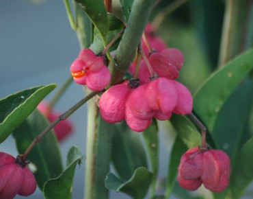Euonymus Europaeus Red Cascade - Winged spindle-tree Red Cascade