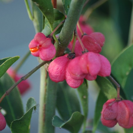 Euonymus Europaeus Red Cascade - Kardinaalsmuts Red Cascade