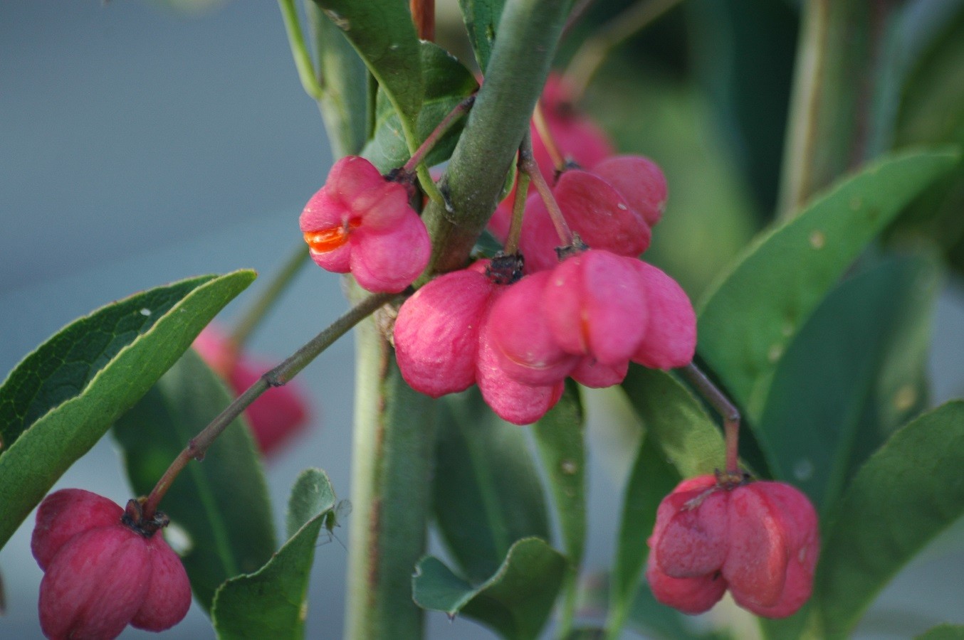 Winged spindle-tree Red Cascade