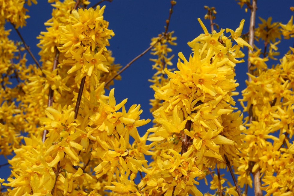 Forsythia intermedia - Mimosa de Paris 