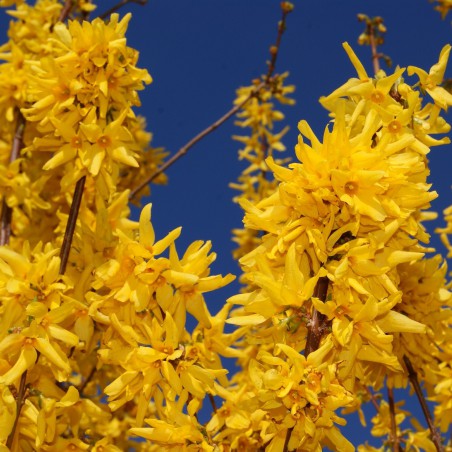 Forsythia intermedia - Mimosa de Paris 