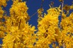 Forsythia intermedia - Mimosa de Paris 