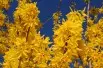 Forsythia intermedia - Mimosa de Paris 