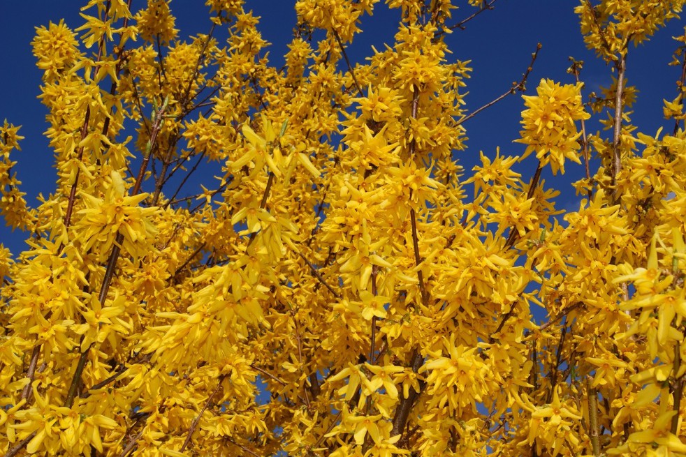 Forsythia intermedia - Forsythia 