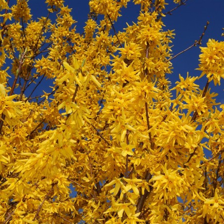 Forsythia intermedia - Chinees klokje