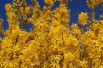 Forsythia intermedia - Mimosa de Paris 