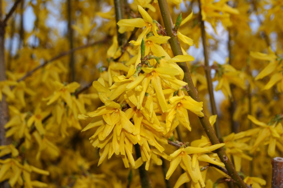 Forsythia intermedia - Mimosa de Paris 