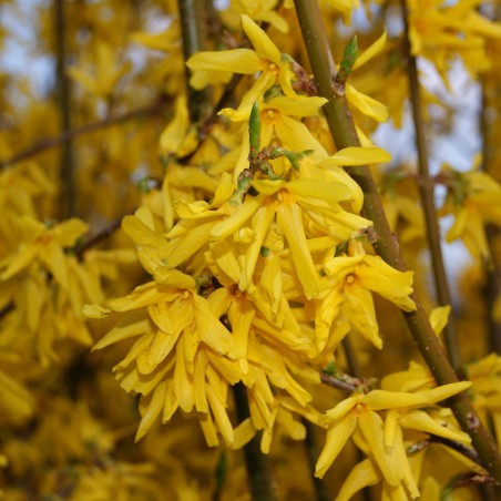 Forsythia intermedia - Chinees klokje