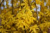 Forsythia intermedia - Forsythia 