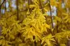 Forsythia intermedia - Mimosa de Paris 