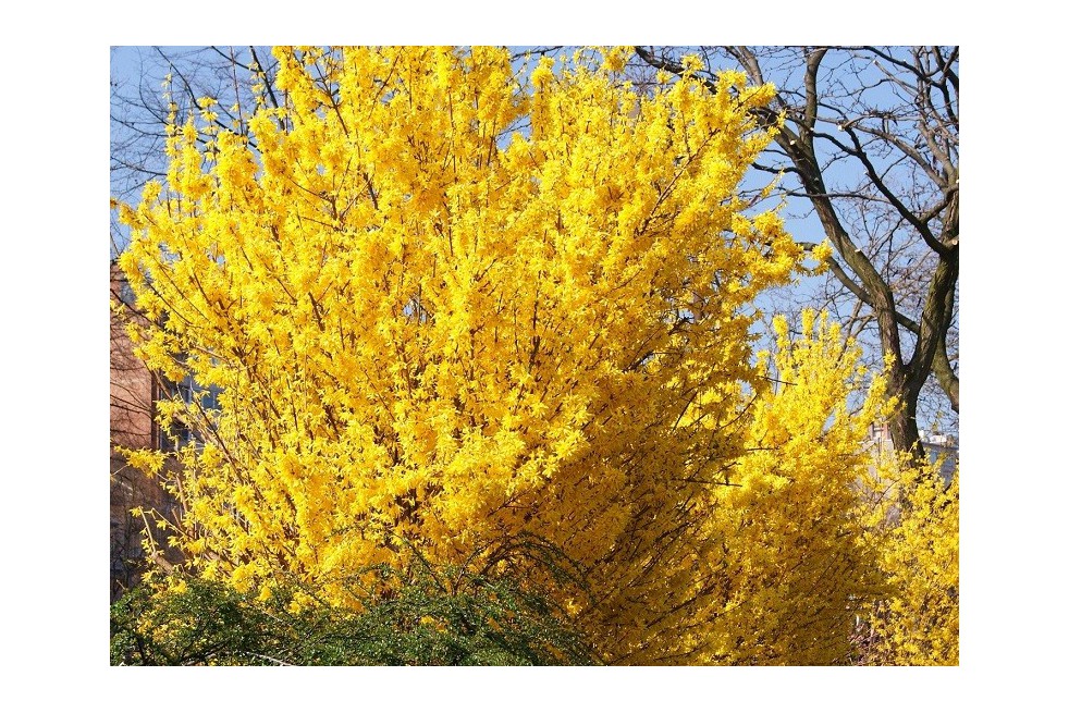 Forsythia intermedia - Forsythia 