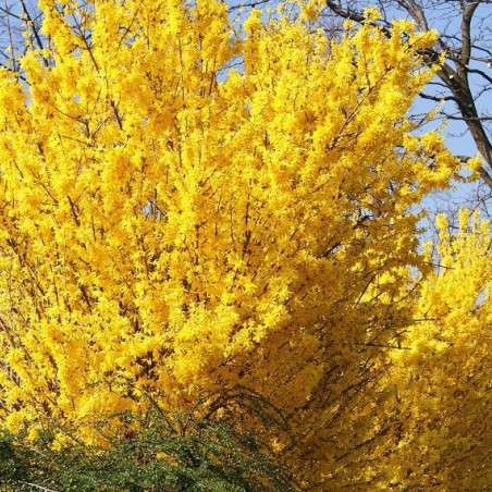Forsythia intermedia - Mimosa de Paris 