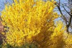 Forsythia intermedia - Mimosa de Paris 
