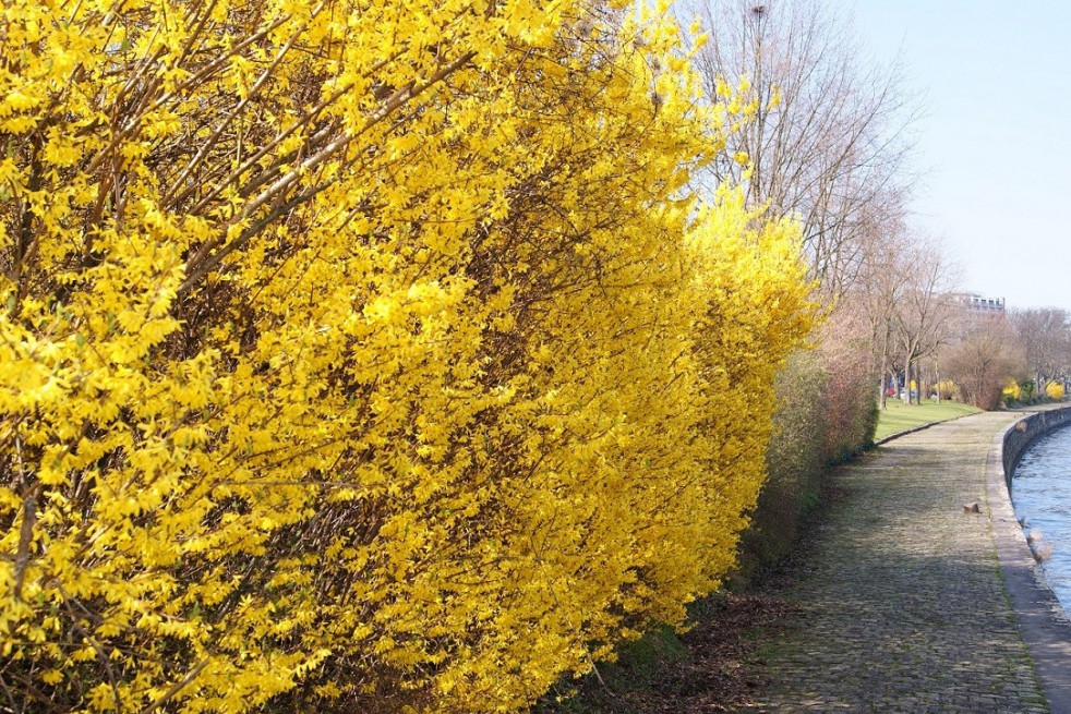 Forsythia intermedia - Mimosa de Paris 