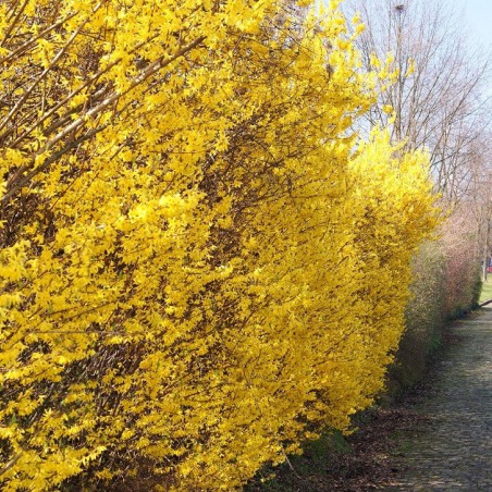 Forsythia intermedia - Chinees klokje