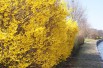 Forsythia intermedia - Forsythia 