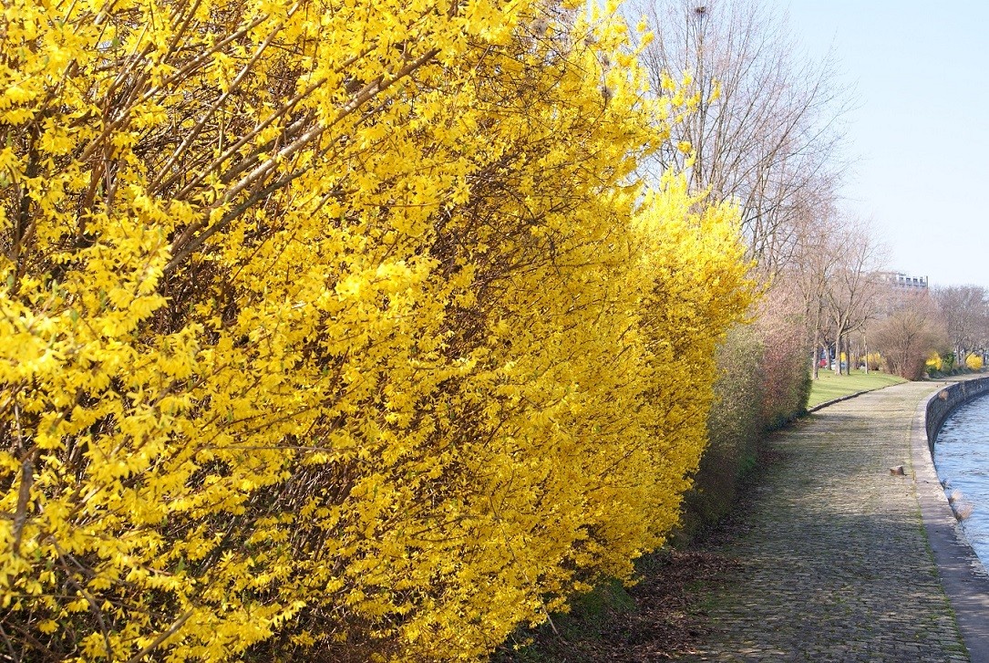 Forsythia