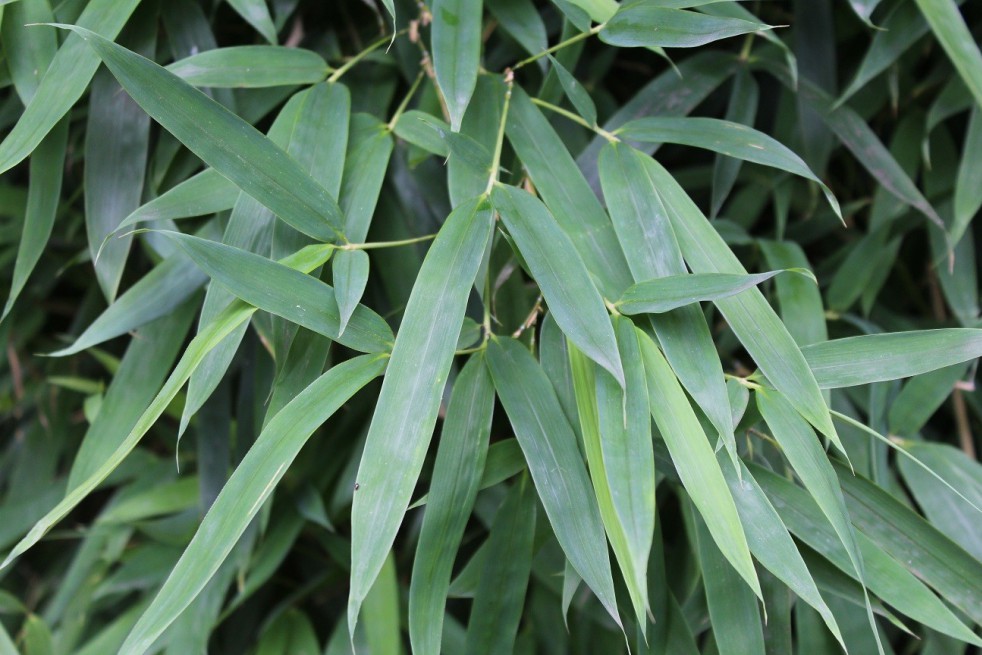 Bamboo Fargesia Augustissima