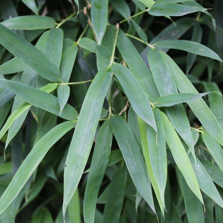 Bamboo Fargesia Augustissima