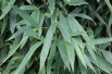 Bamboe Fargesia Augustissima