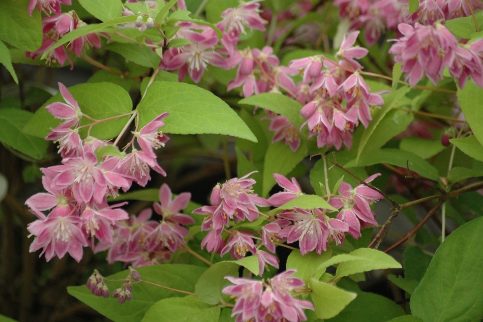 Deutzia Pearl Rose