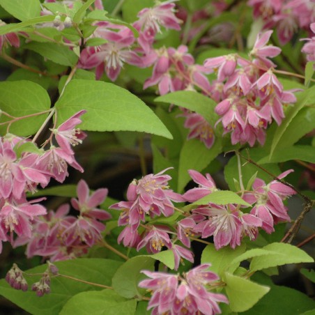 Deutzia Pearl Rose