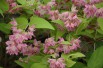 Deutzia Pearl Rose