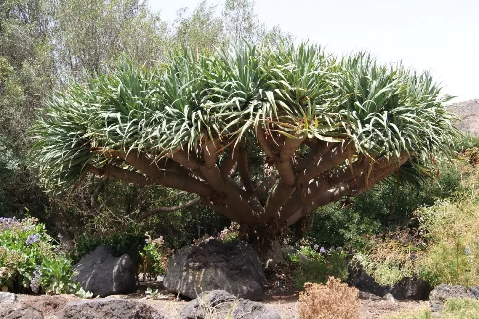Dragon Blood Tree