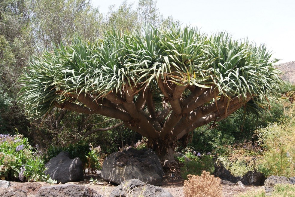 Dragonnier des Canaries