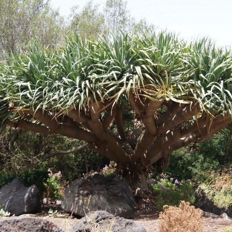 Dragonnier des Canaries